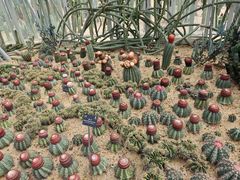 -深圳仙湖植物园
