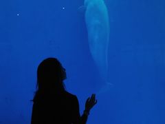 -海合安成都极地海洋公园