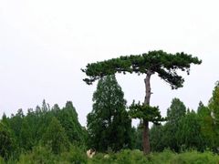 -清西陵