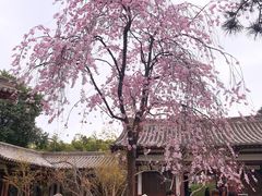 -西安青龙寺遗址景区
