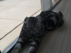 -藏猫猫咖啡主题馆(中央大道店)