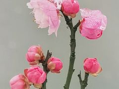 -梅花山(明孝陵内)