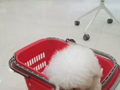 -瑞鹏宠物医院·骨科·猫科·内科(第一中心)