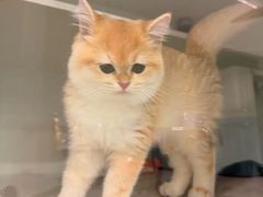 -lincat·猫舍(广州店)