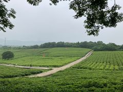 -宜兴龙背山森林公园
