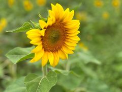 -西山漾湿地公园