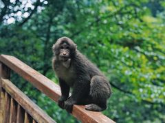 -西岭雪山大飞水景区