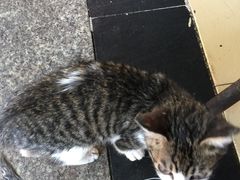 -罗氏牛肉粉大王