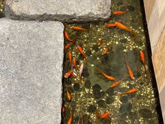 -邈墨茶馆(凤起路店)