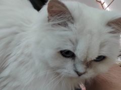 -1013 PET SHOP 宠物商店(近铁城市广场店)