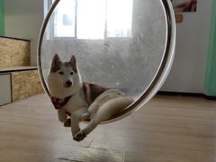 -Husky Go! 哈士奇体验馆·宠物咖啡厅狗咖