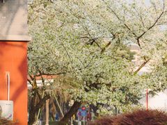 -四川大学(望江校区)