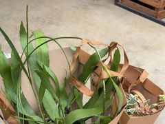 -自由生长植物工作室(深港花卉中心店)