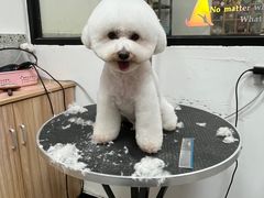-小呆的宠物店·宠物售卖·宠物寄养(城西店)