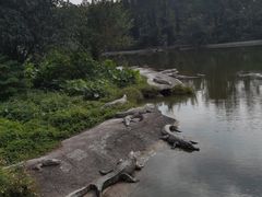 -广州长隆飞鸟乐园