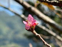 -广州市流溪河国家森林公园