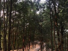 -火炉山森林公园