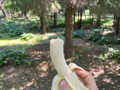-东升八家郊野公园
