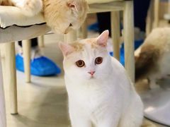 -喵的天空名猫咖啡馆·撸猫·猫舍·用品