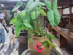 -农厨好味·温泉鹅·农家菜