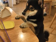 -柴の食堂·日式家庭料理·熊之肆(大学路店)