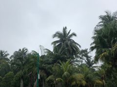 -东郊椰林