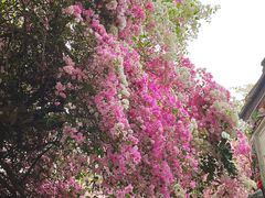 -深圳国际园林花卉博览园