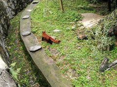 -都江堰中华大熊猫苑