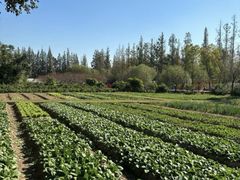 -前小桔亲子创意农场·草莓采摘·露营烧烤