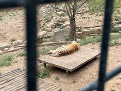 -大连森林动物园