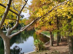 -上海共青森林公园