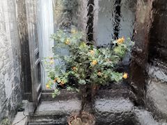 -花迹·金陵南京菜(老门东店)