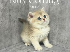 -小猫来了·猫舍(红山六九七九店)
