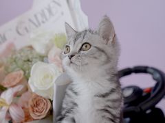 -翊宠yipet猫狗购宠庄园犬舍•猫舍