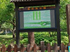 -莲花池公园
