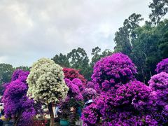 -莲花山公园