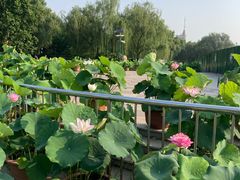 -莲花池公园