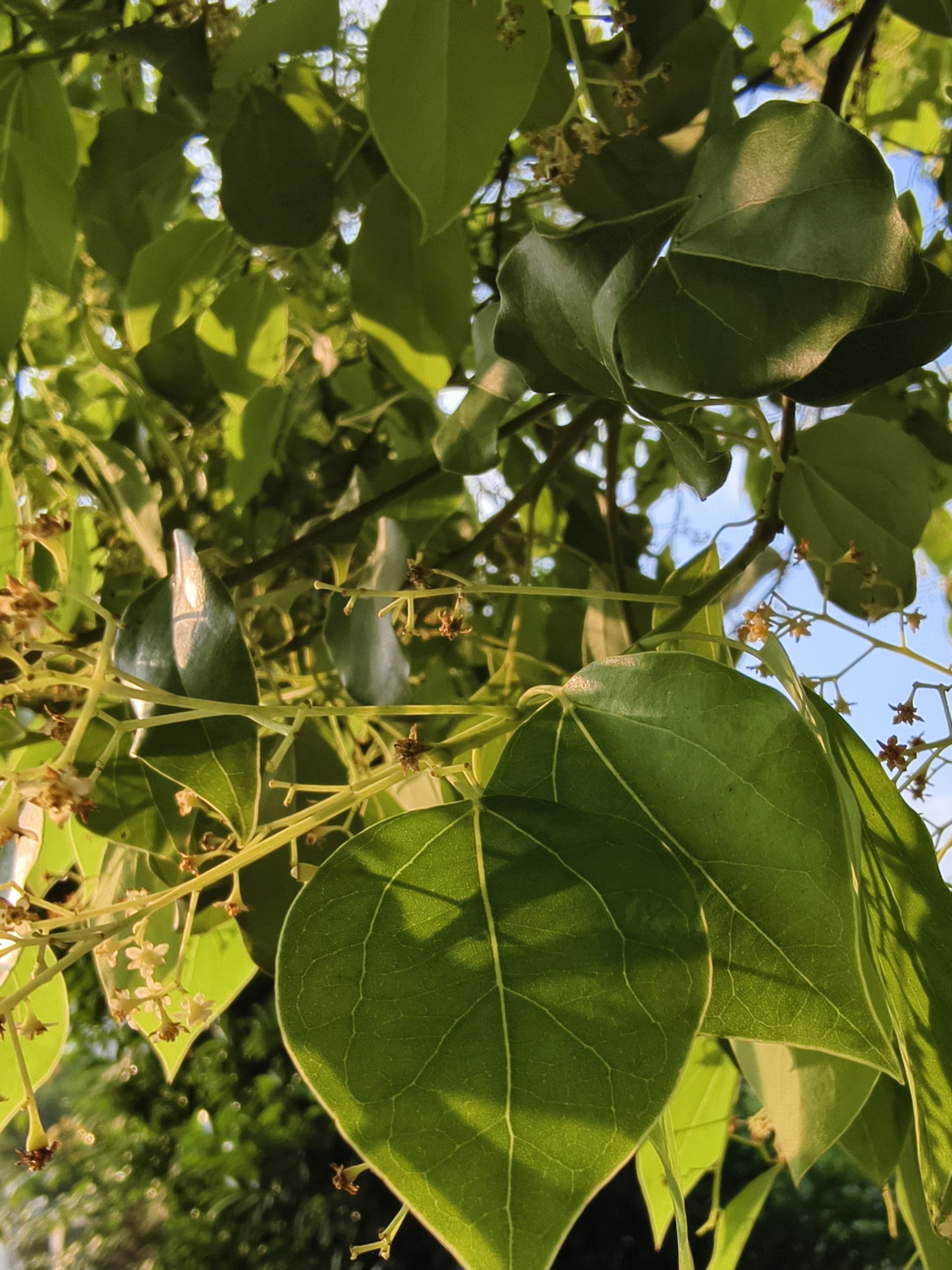 香樟花粉图片