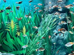 -上海海洋水族馆