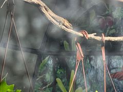 -上海大自然野生昆虫馆(东方明珠·爬宠昆虫探索中心)