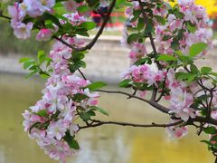 -海棠花溪(元大都城垣遗址公园)