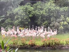 -广州长隆飞鸟乐园