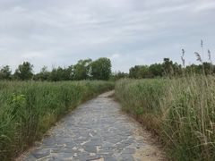 -盐城丹顶鹤湿地生态旅游区