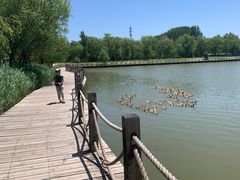 -野鸭湖国家湿地公园