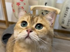 -柴迷FANS CLUB·柴犬狗咖·猫咖