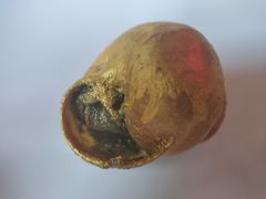 -金蜗牛