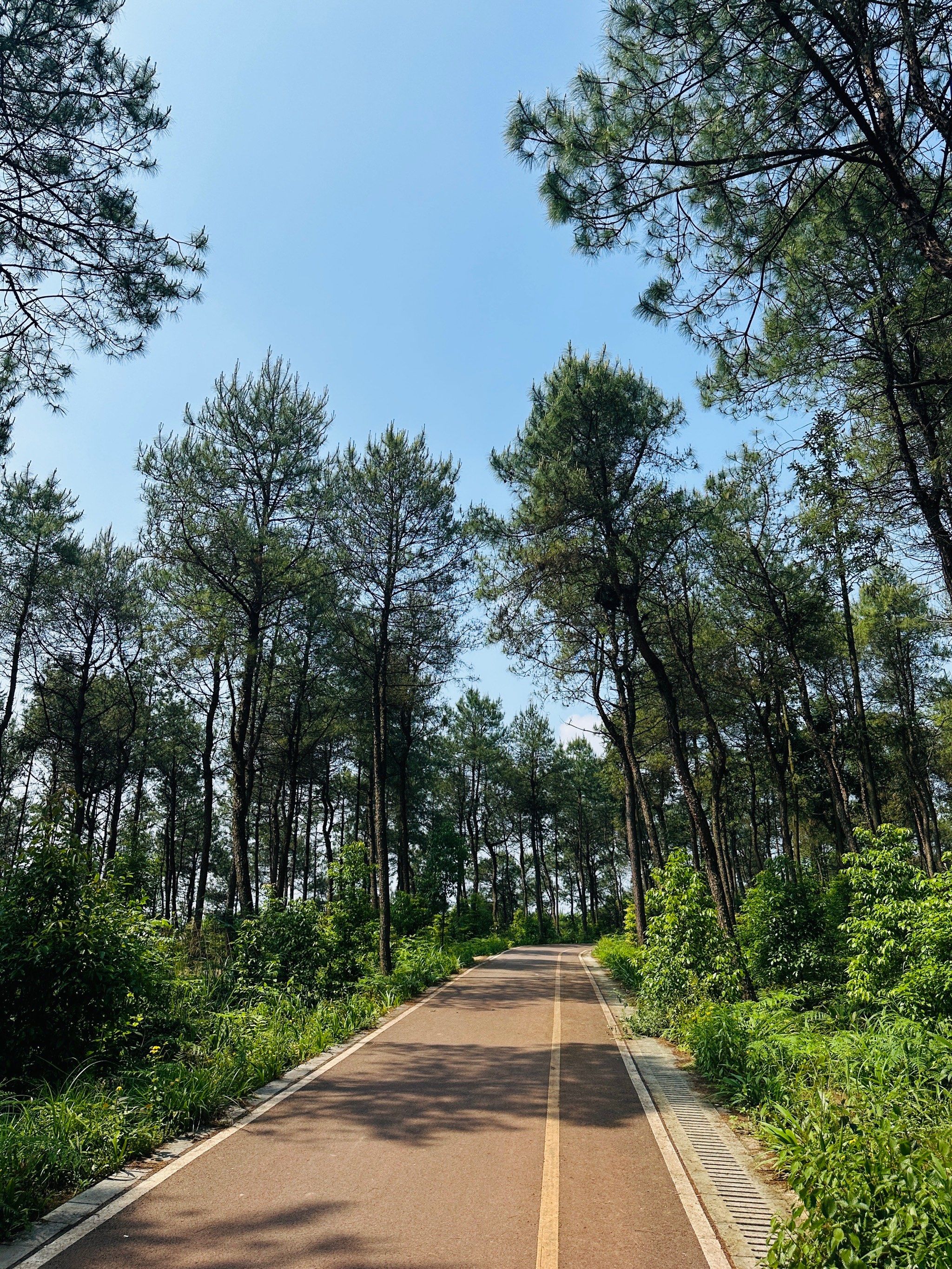 玉峰山的自行车步道骑车太爽‼️