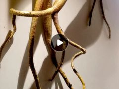 -广东中医药博物馆