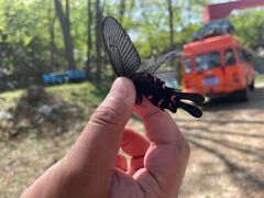 -原山国家森林公园