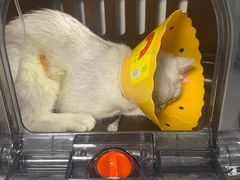 -伟伟宠物医院·CT影像中心·瑞派犬猫综合性门诊(汉口总院)